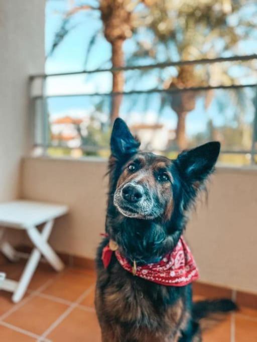 Klimatyczny Loft I Egzotyczny Basen Apartamento Benalmádena Exterior foto